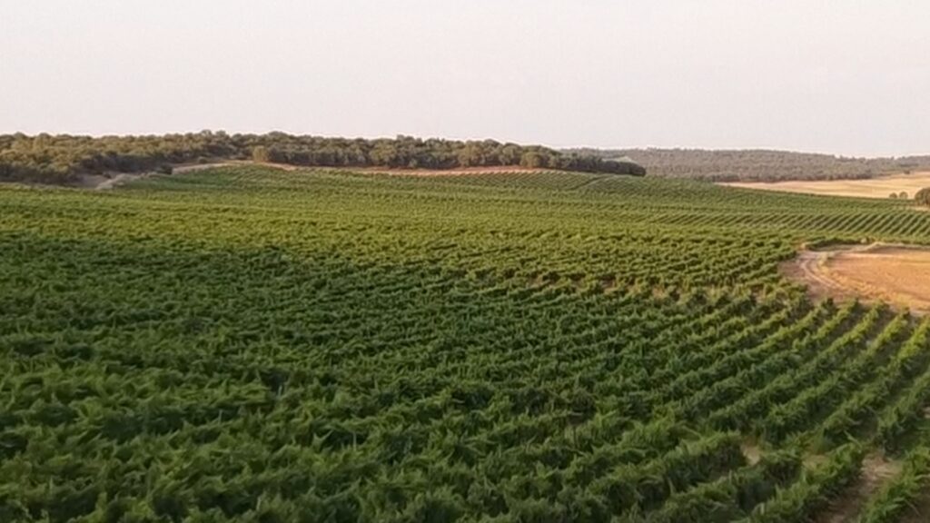 Fotograma del vídeo de marca de Bodega Pradorey