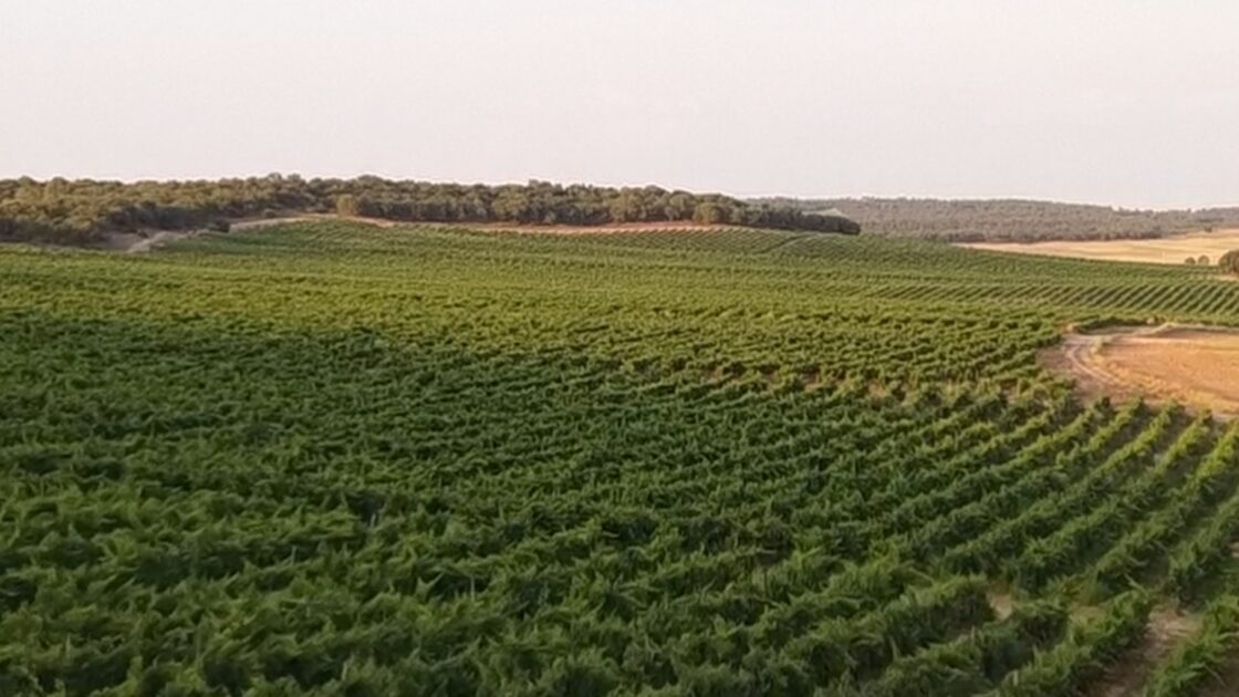 VÍDEO | BODEGA PRADOREY